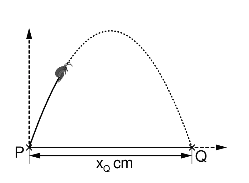 Skizze: parabolische Flugbahn eines Käfers von Punkt P zu Q mit markierter horizontaler Strecke x_Q cm